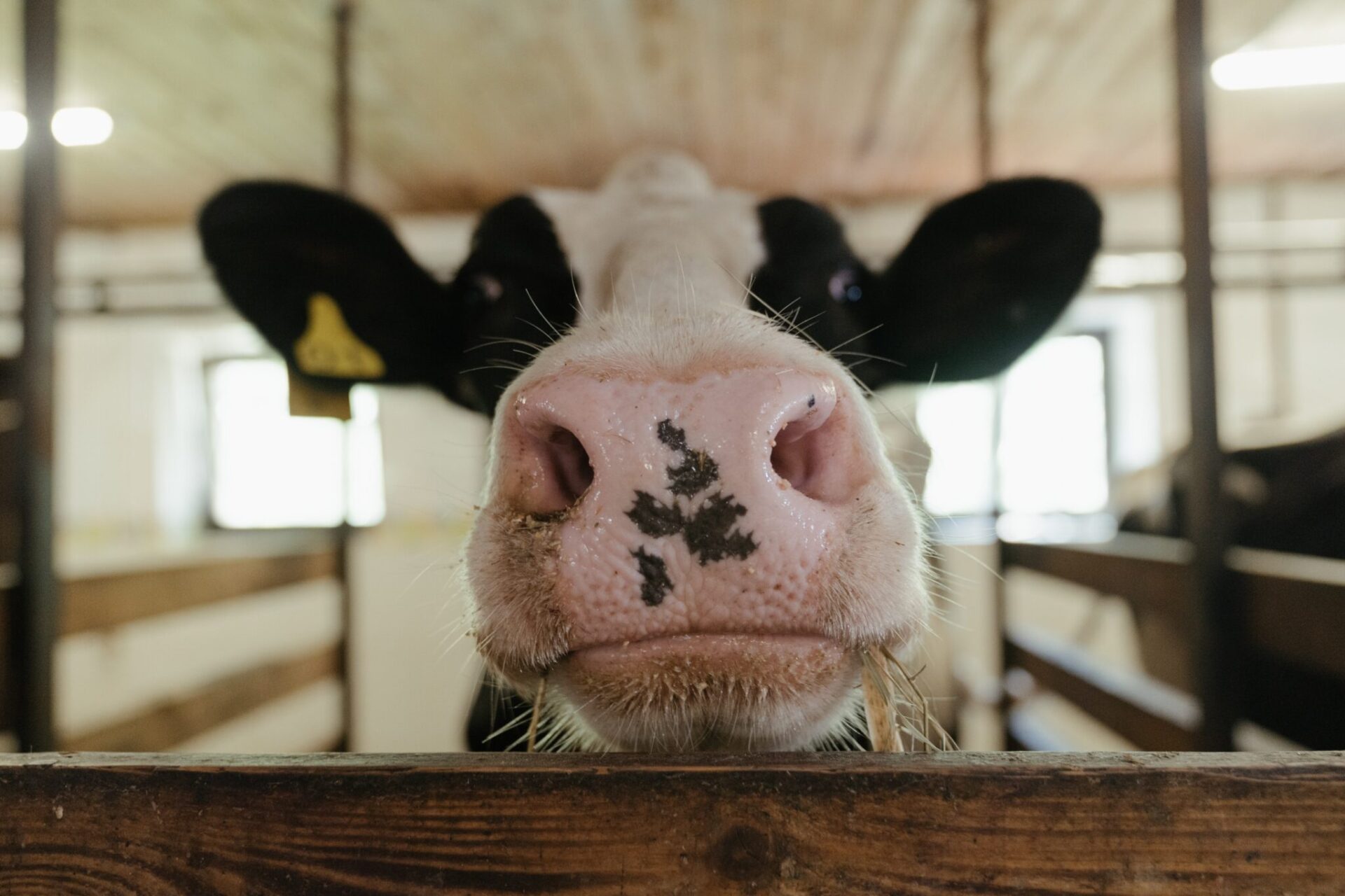 Foto van de week