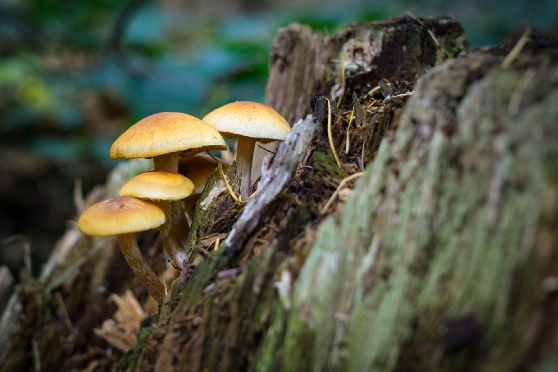 Foto van de week