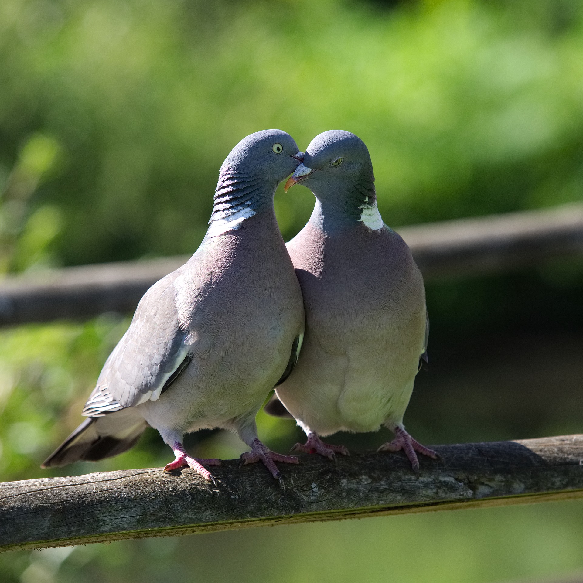Foto van de week
