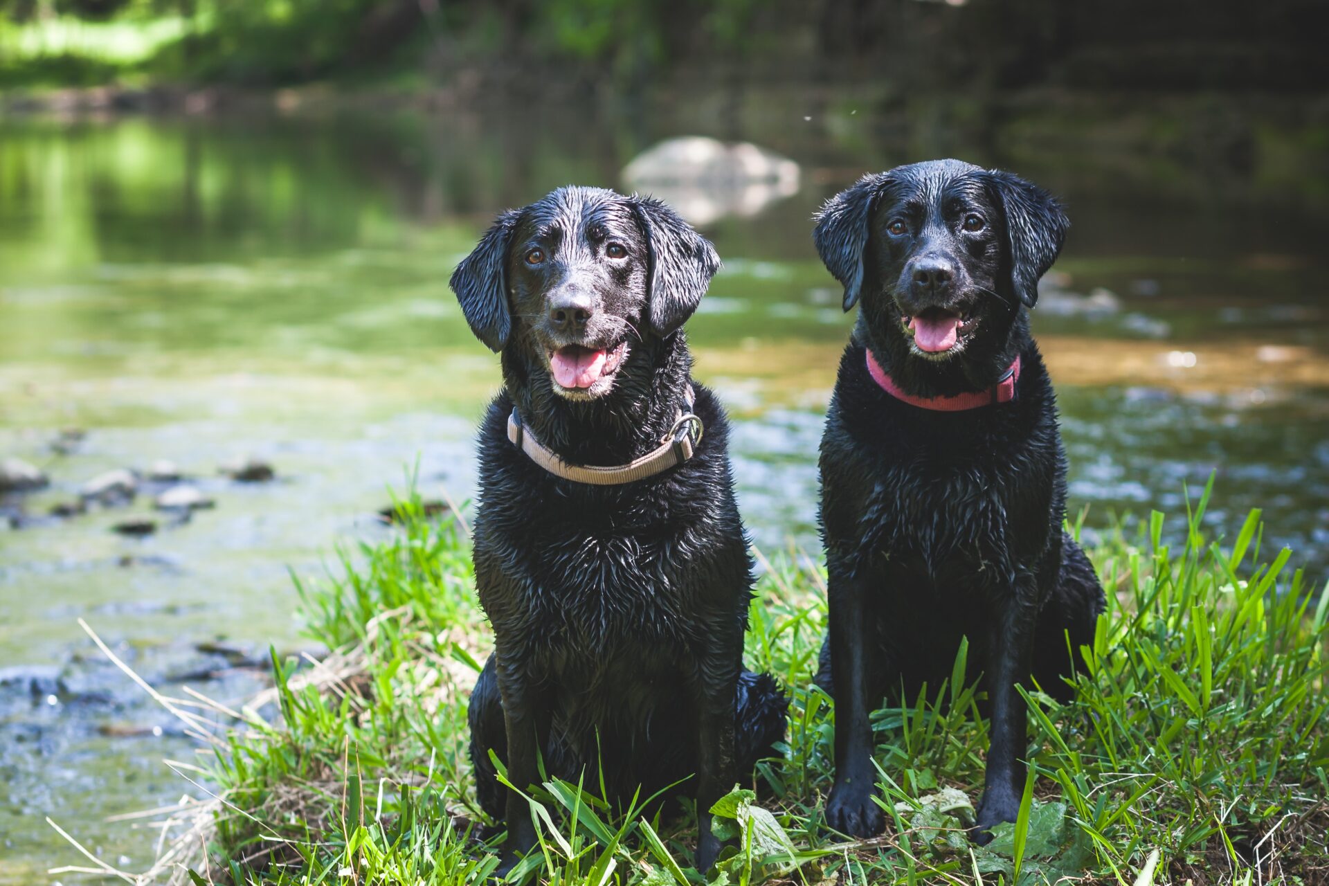Honden