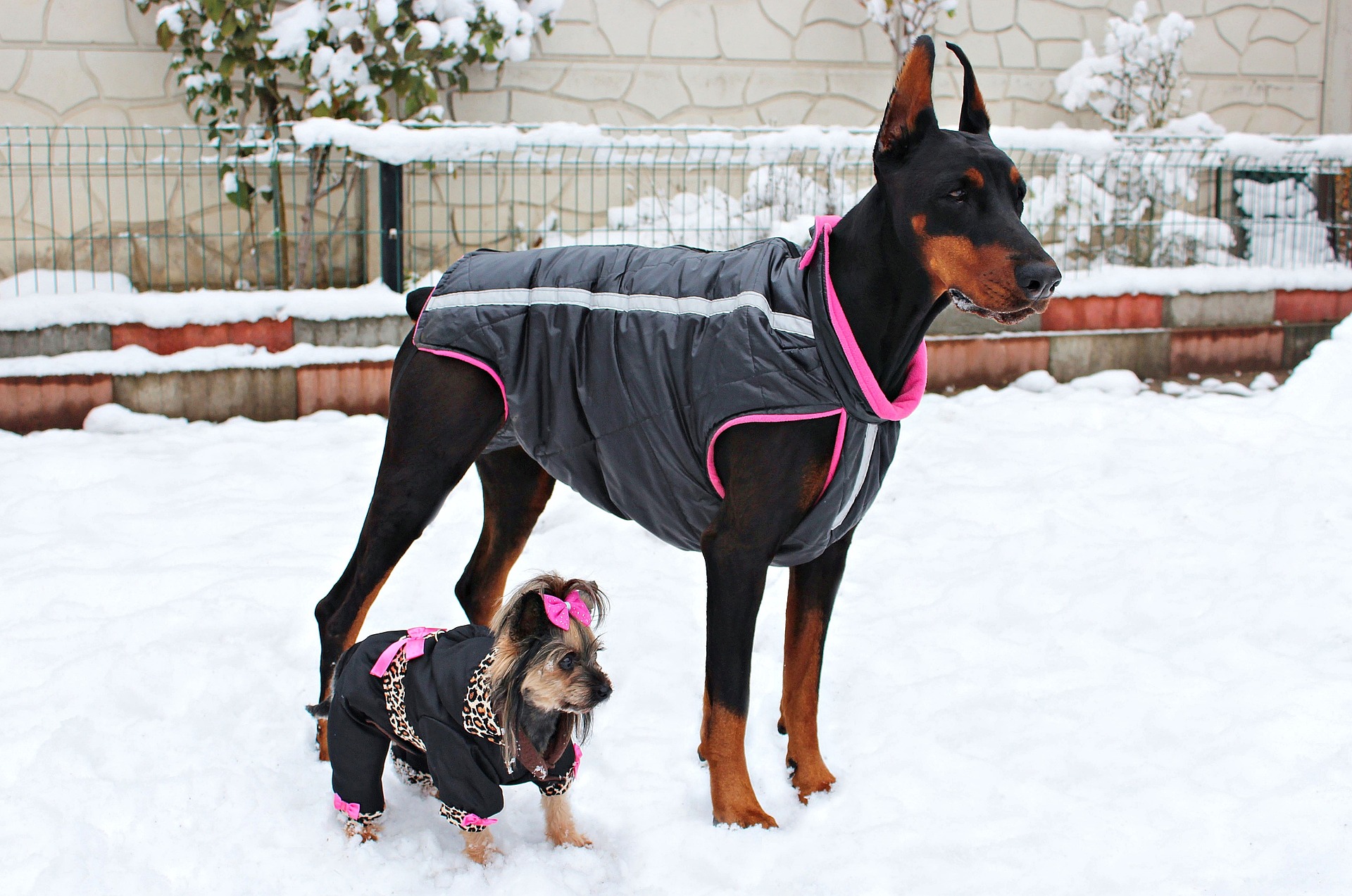 Jasjes voor honden steeds populairder