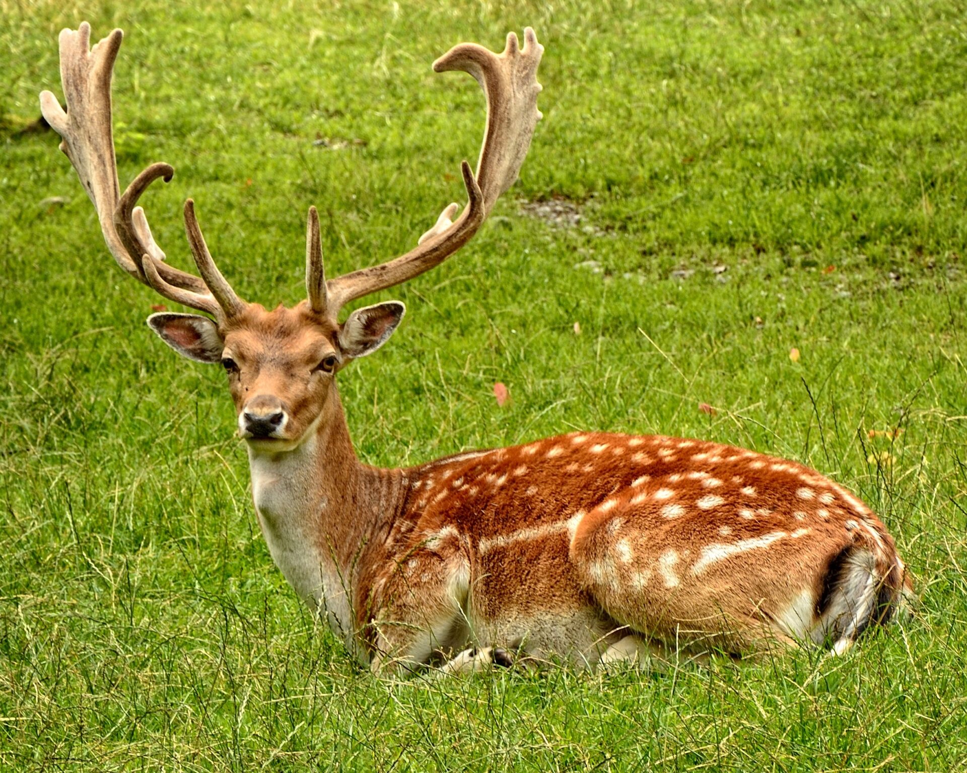 Hertenkamp