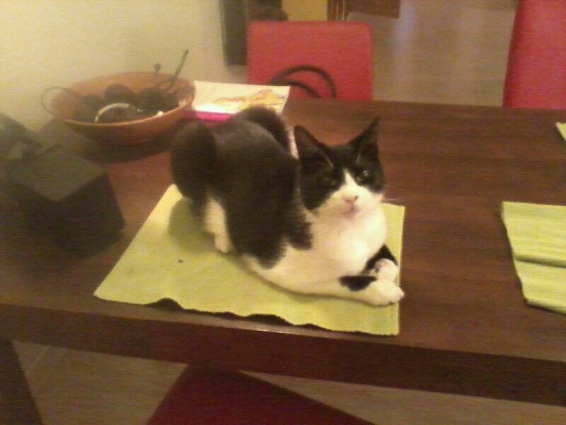 Zorro