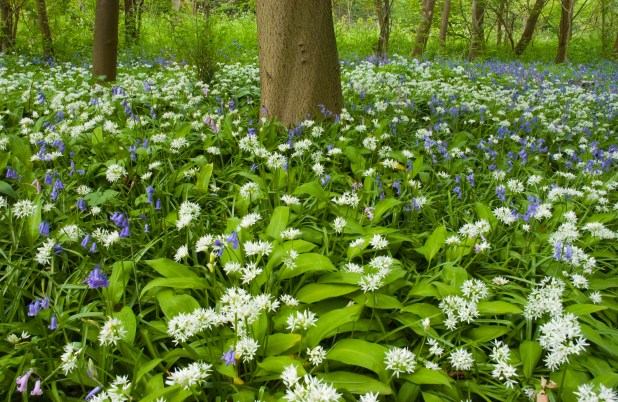 Hoe herken je eetbare kruiden en planten?