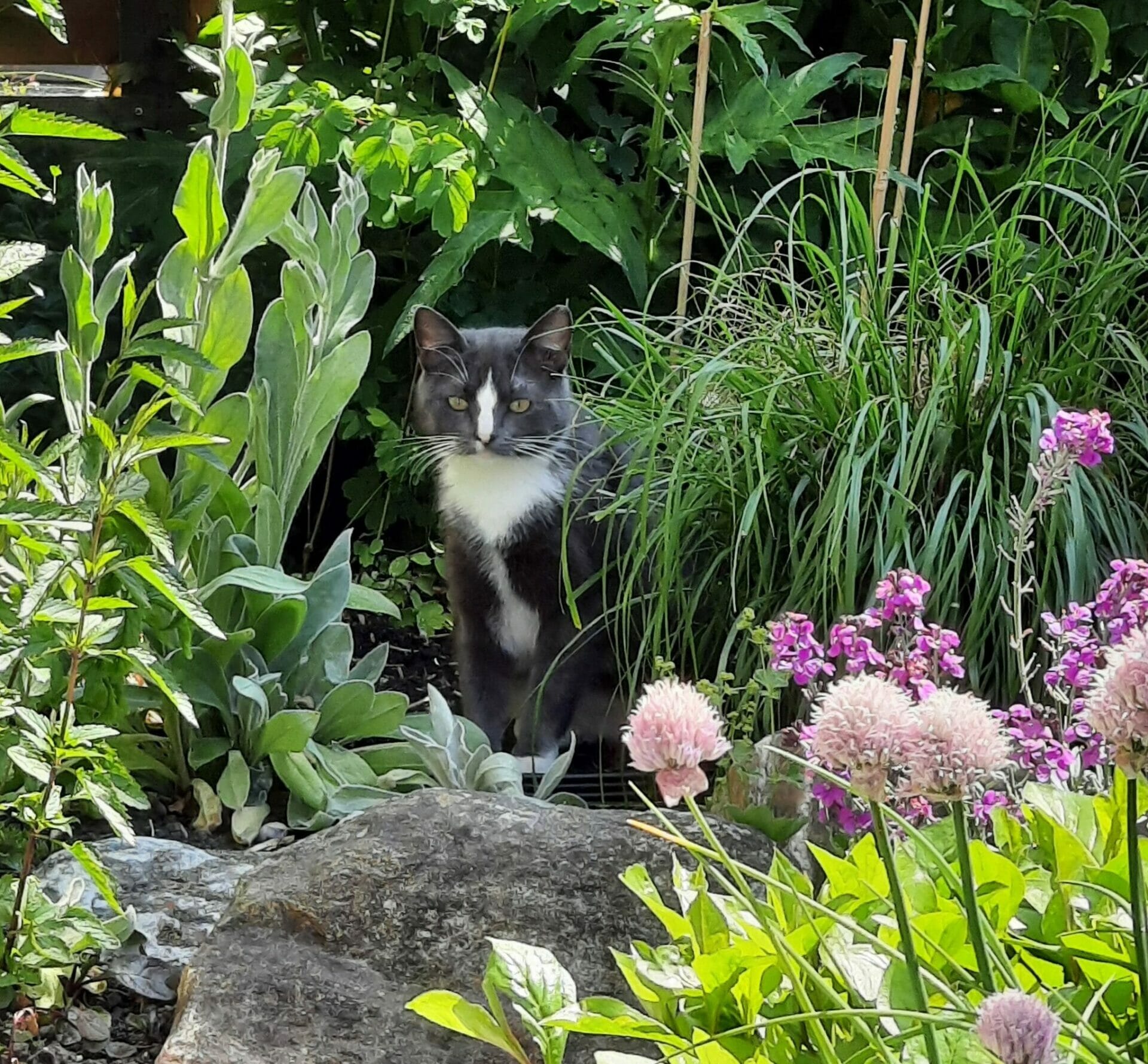 Dier & Natuur