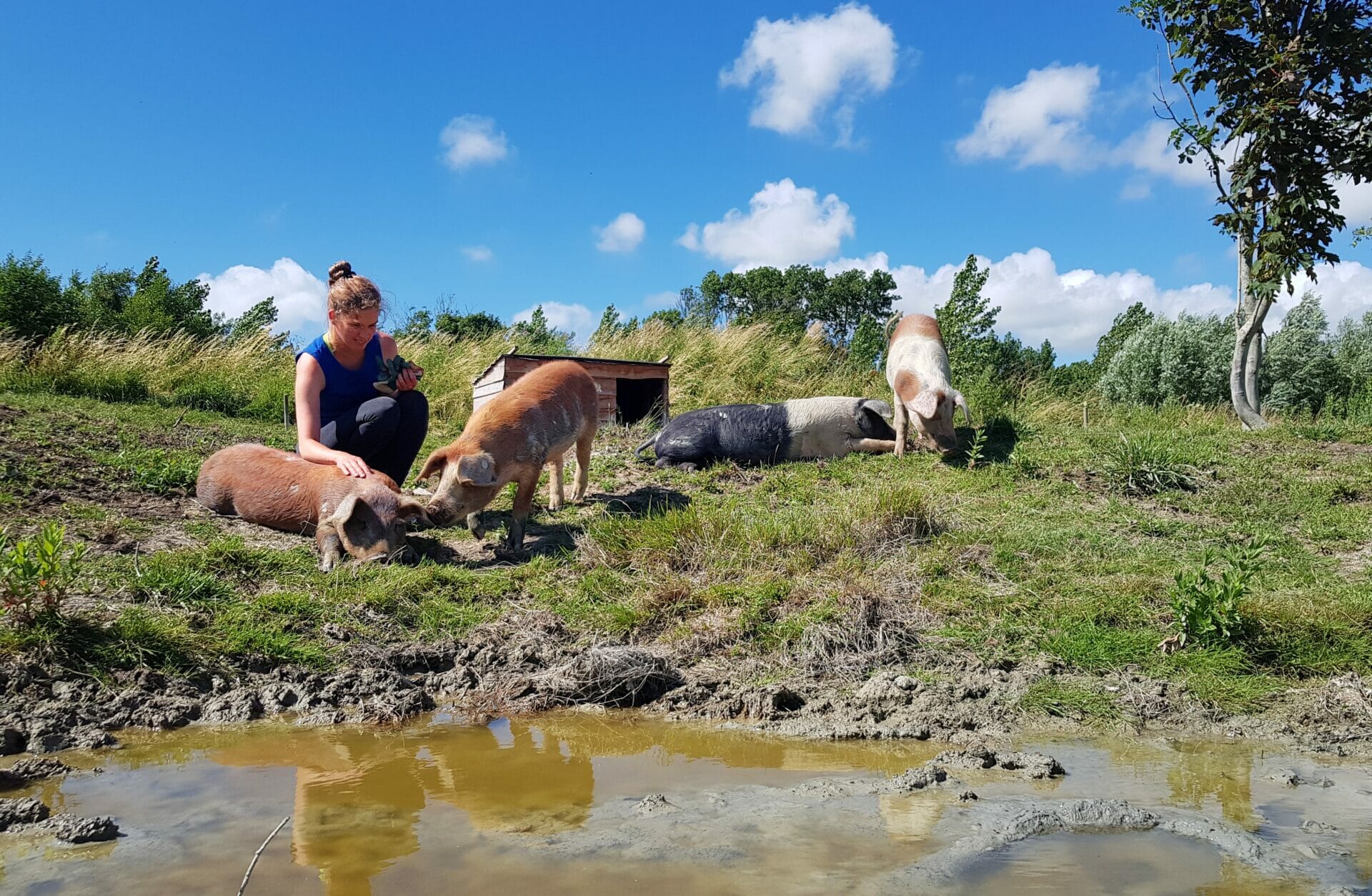 Red Alkmaarse knuffelvarkens van de slacht