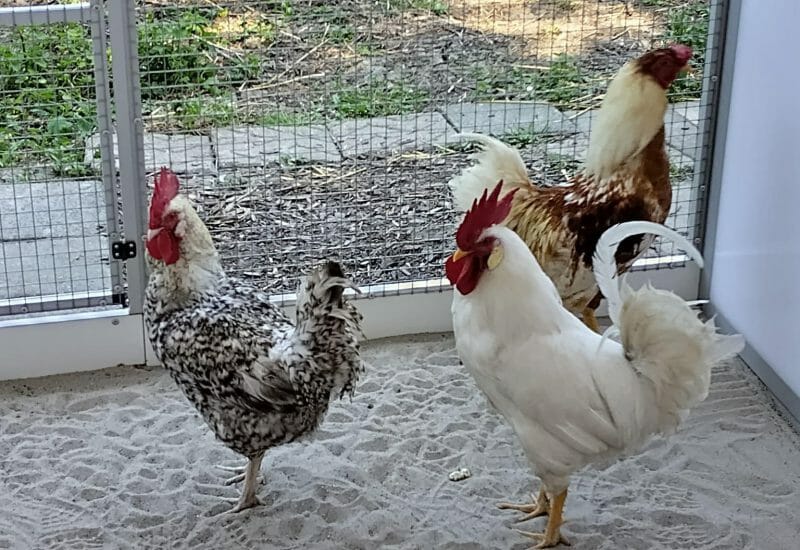 Dier & Natuur