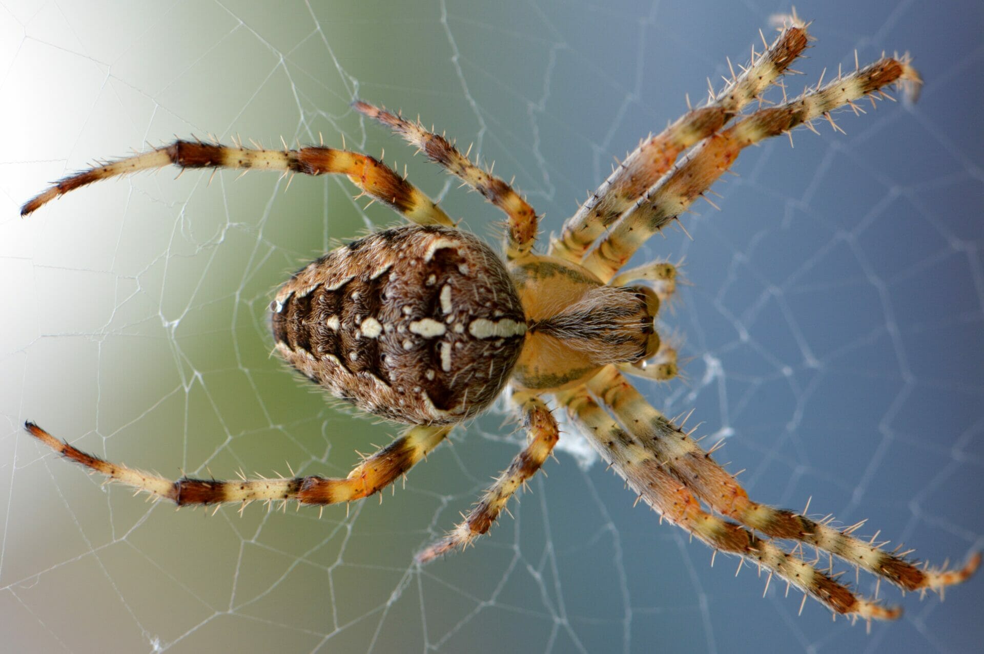 Dier & Natuur