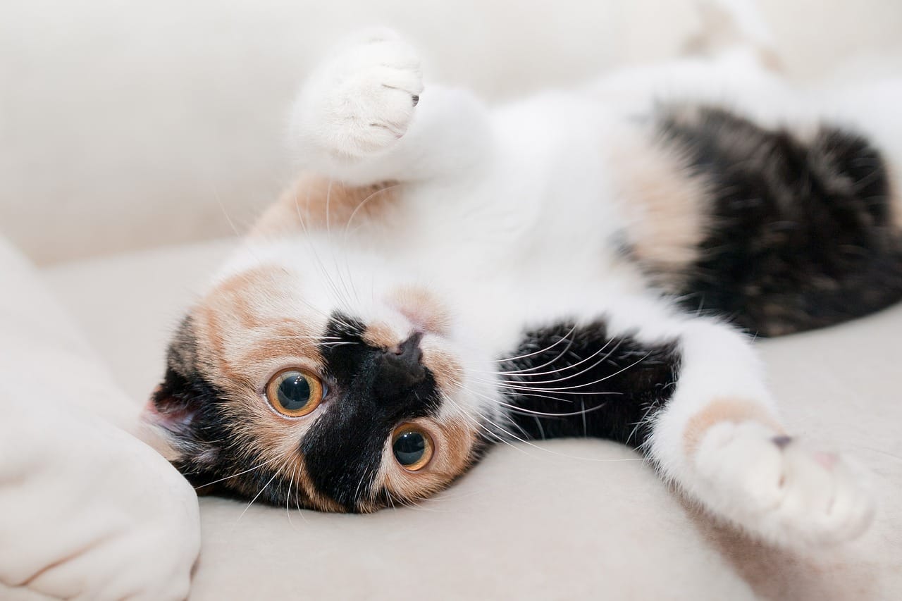 Gemeente brengt vermiste katten in kaart met digitale tweeling