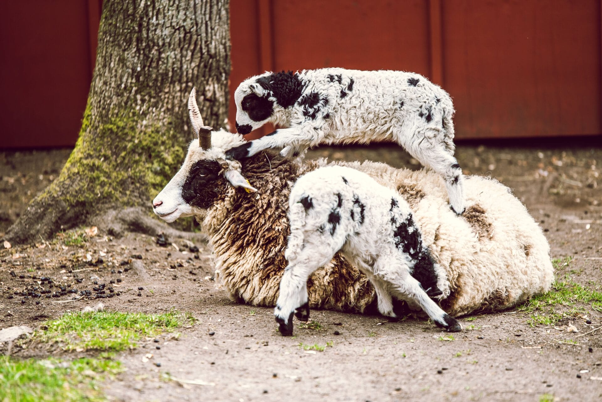 Stadsboerdrij de Hout zet in op kerumerk Diervriendelijke Kinderboerderijen