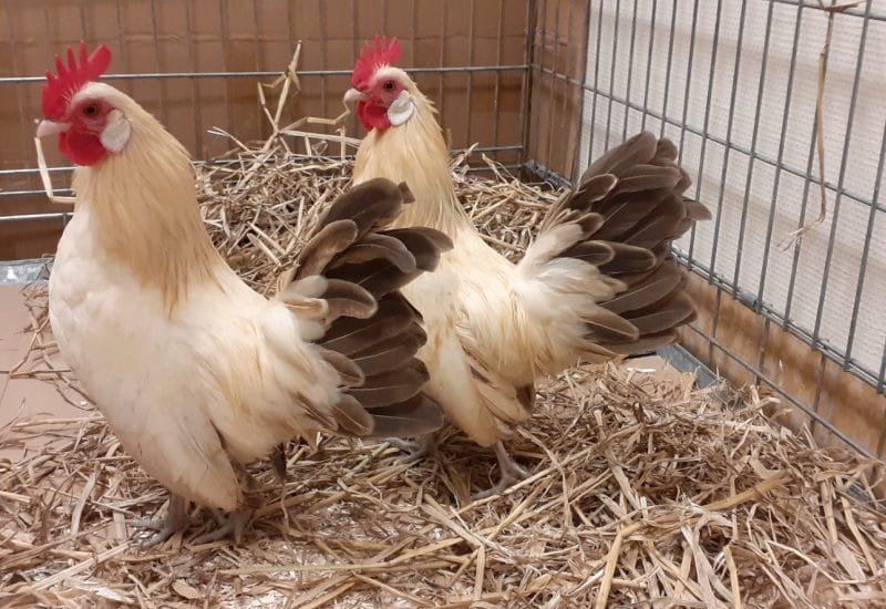 Dier & Natuur