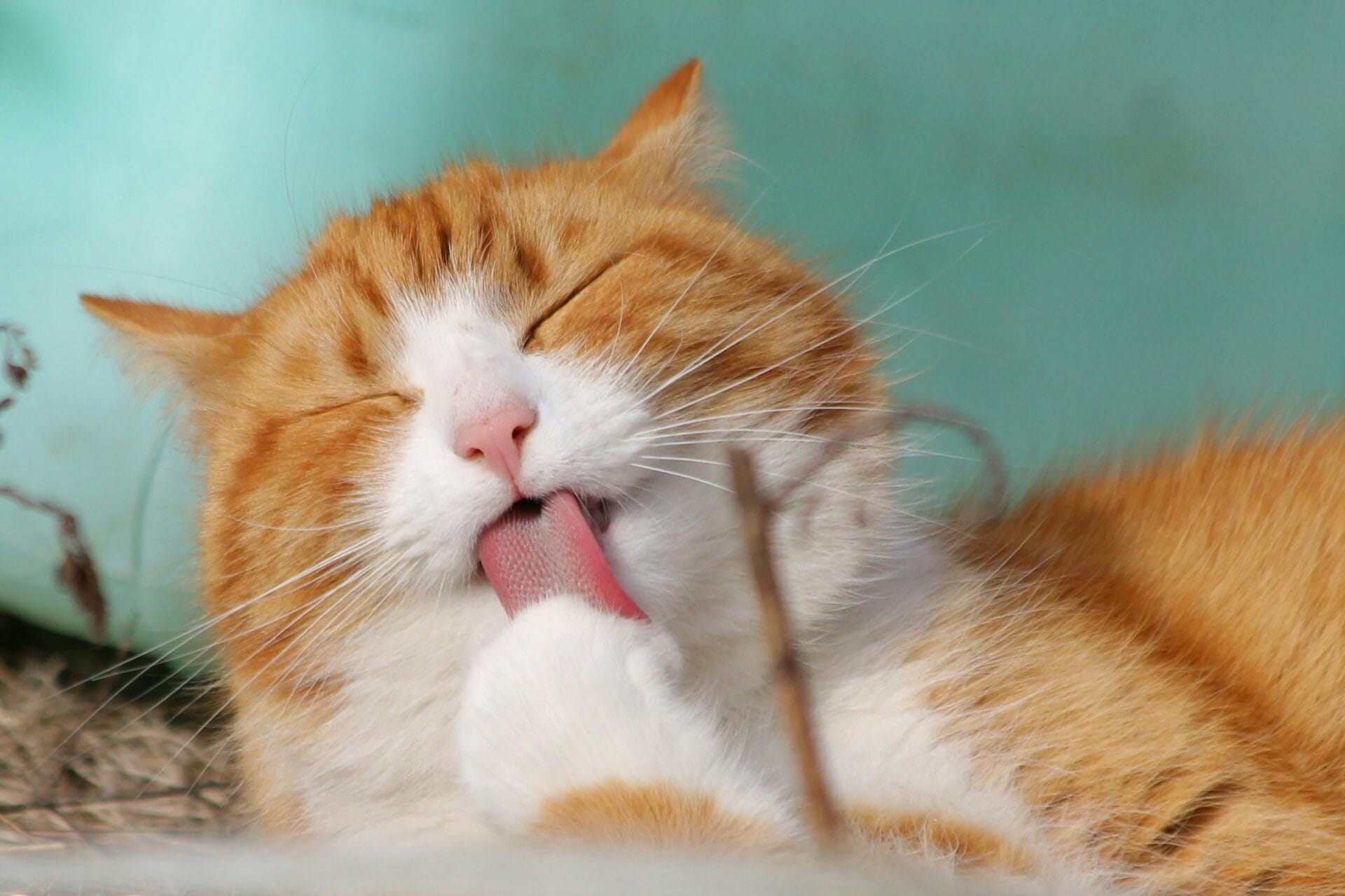 Shodo Schrijfcafé: Wat dacht u van DE KAT!