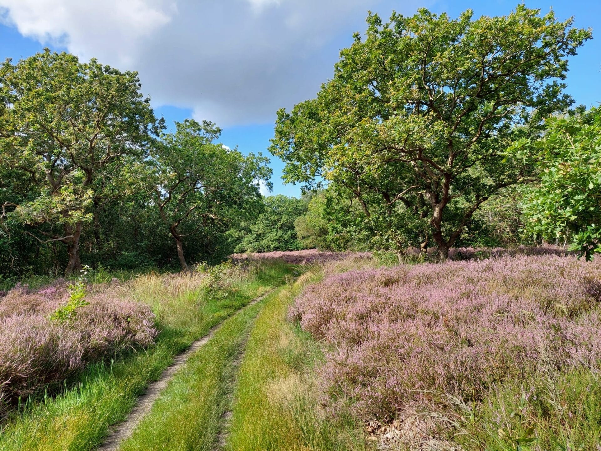 Waarom is het zo stil in de duinen?