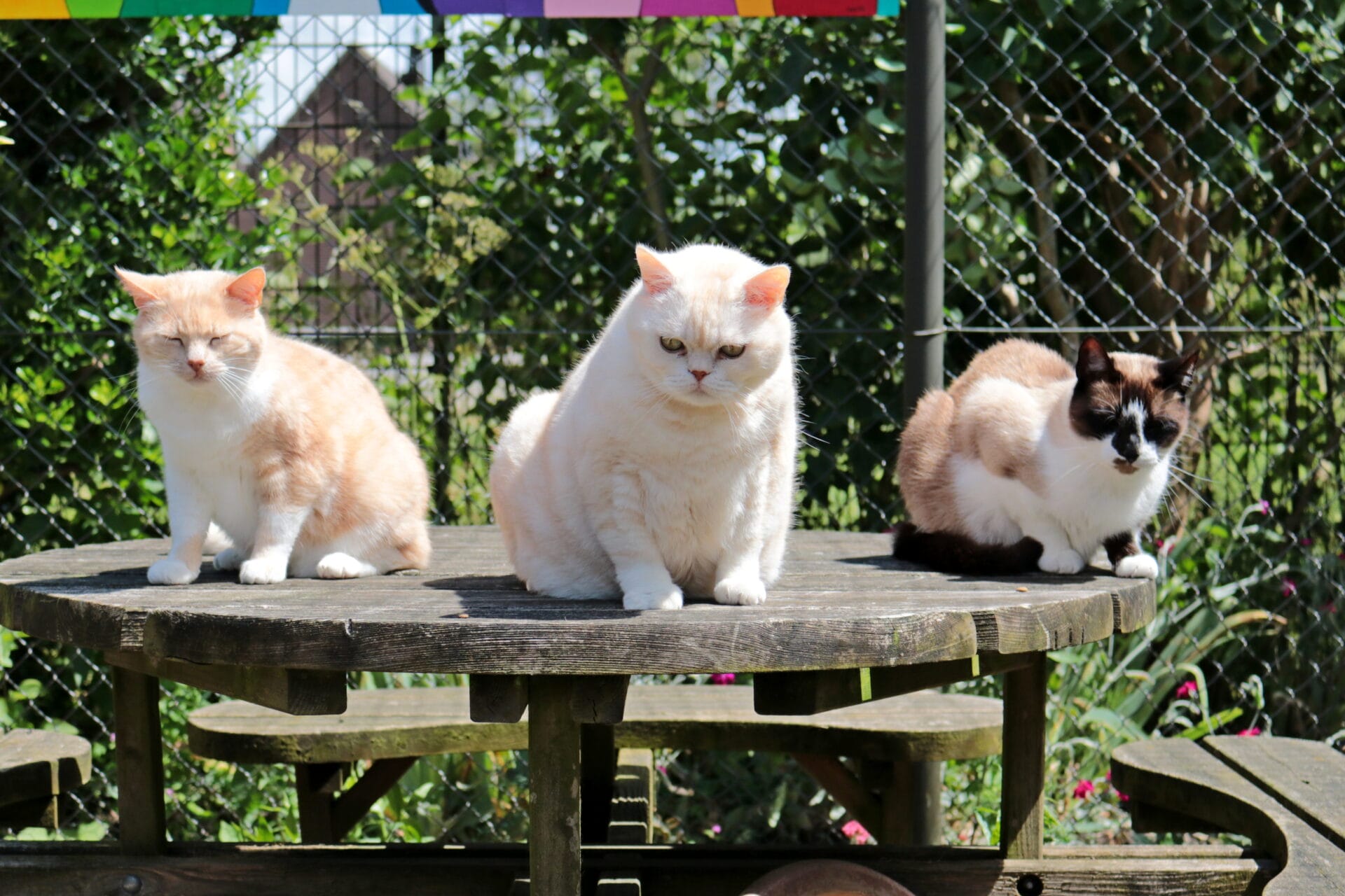 Kom binnen, de katten wachten
