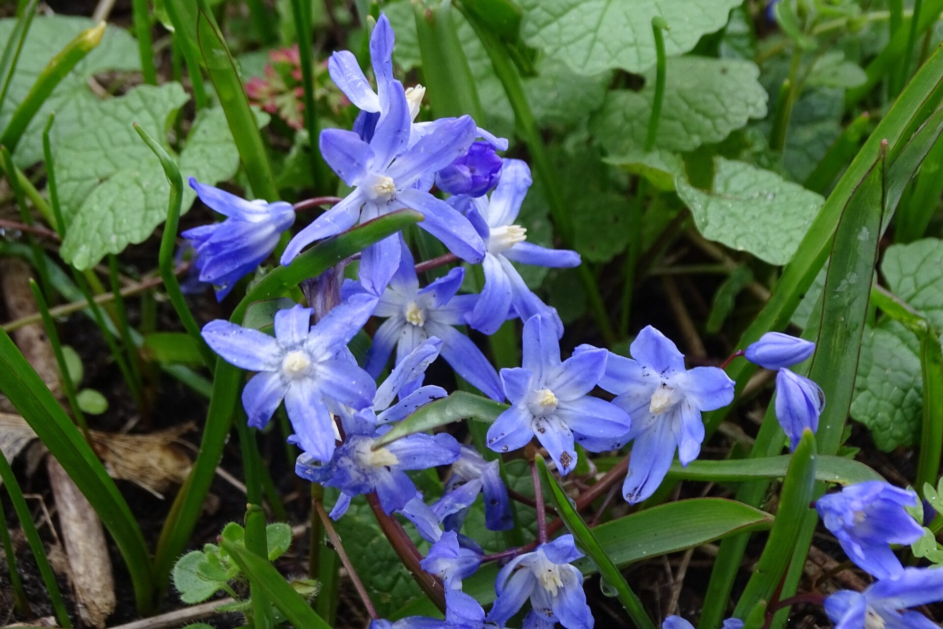 Lente in de duinen
