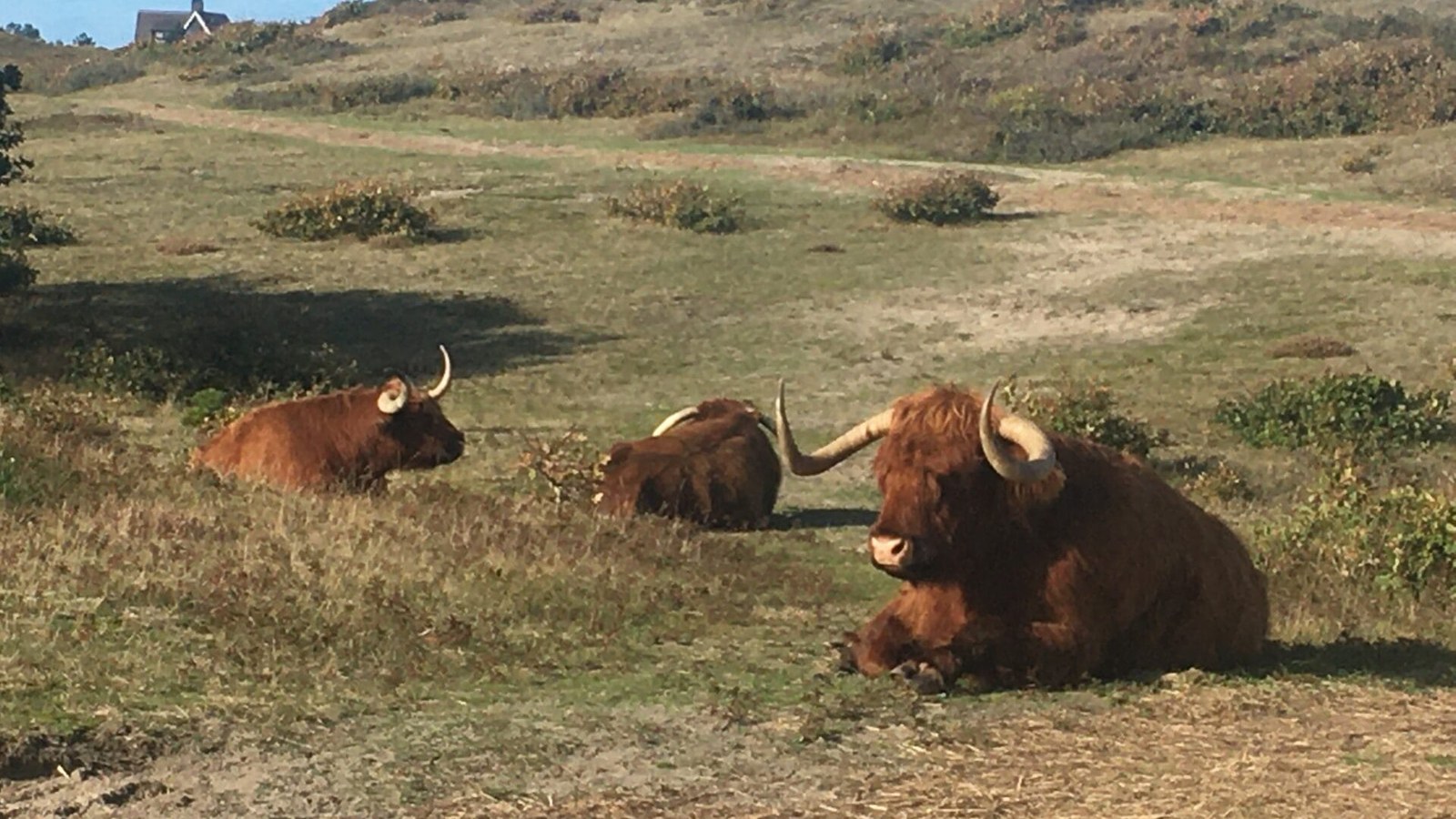 Buffels-in-Bergen.jpg