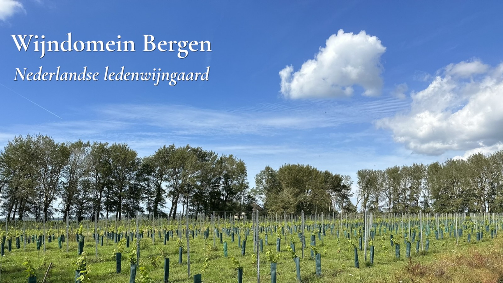 Vakantiewerk in de wijngaard | Wijndomein Bergen