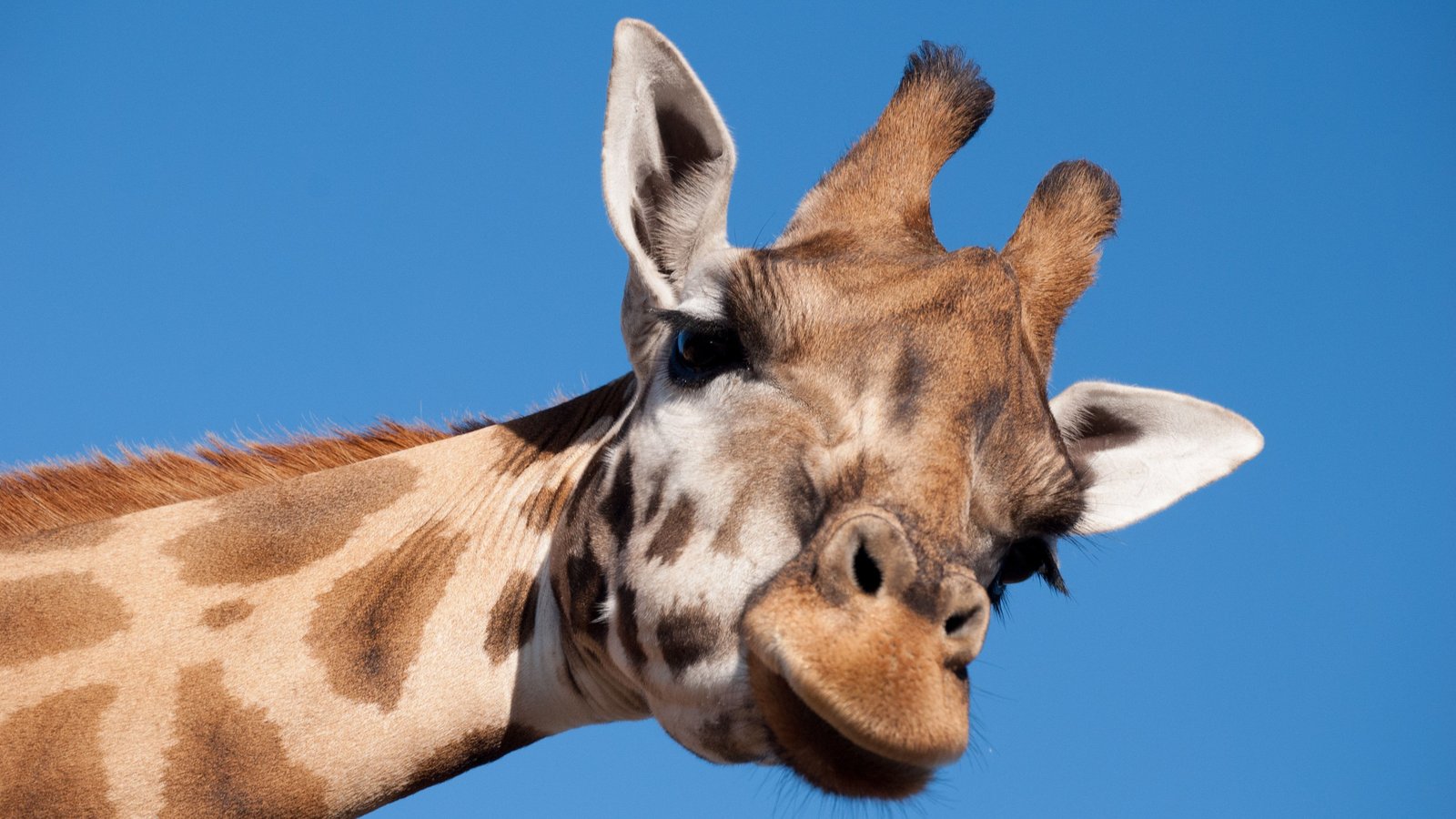 mvdsande-giraffe-1124451.jpg
