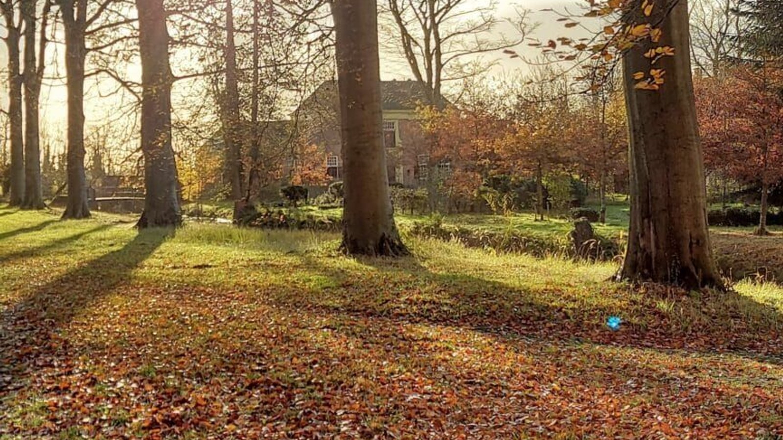 Heilooer-bos.jpg