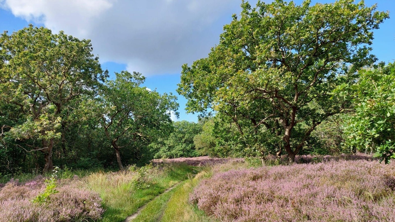 duinen-stil.jpg