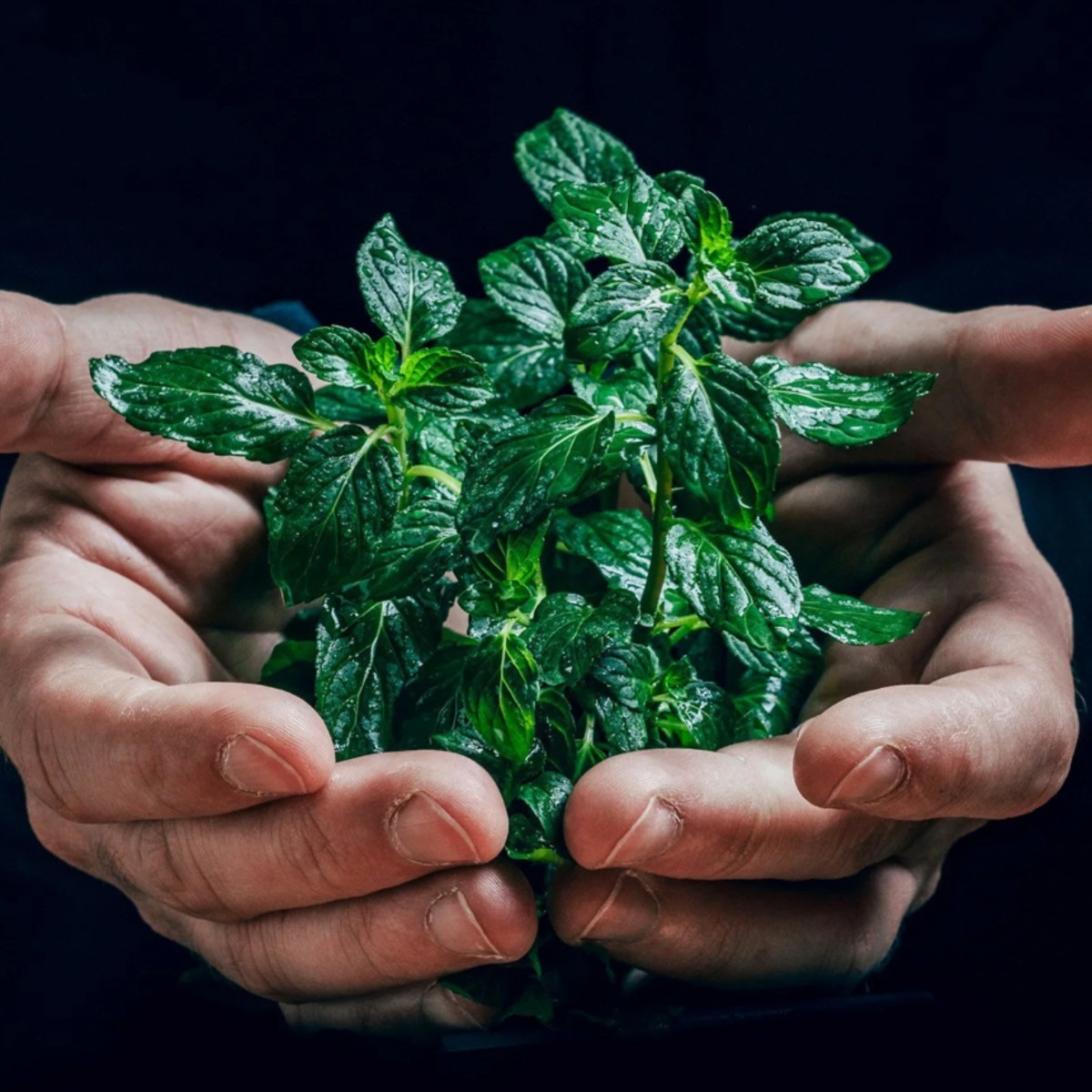 Twee handen houden groen plantje met glimmende blaadjes tegen zwarte achtergrond vast