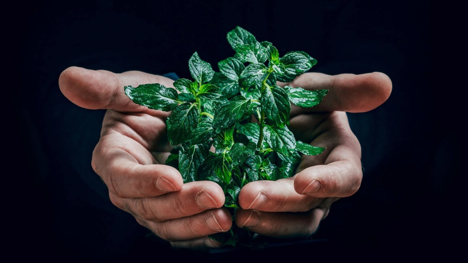 Twee handen houden groen plantje met blaadjes tegen zwarte achtergrond vast
