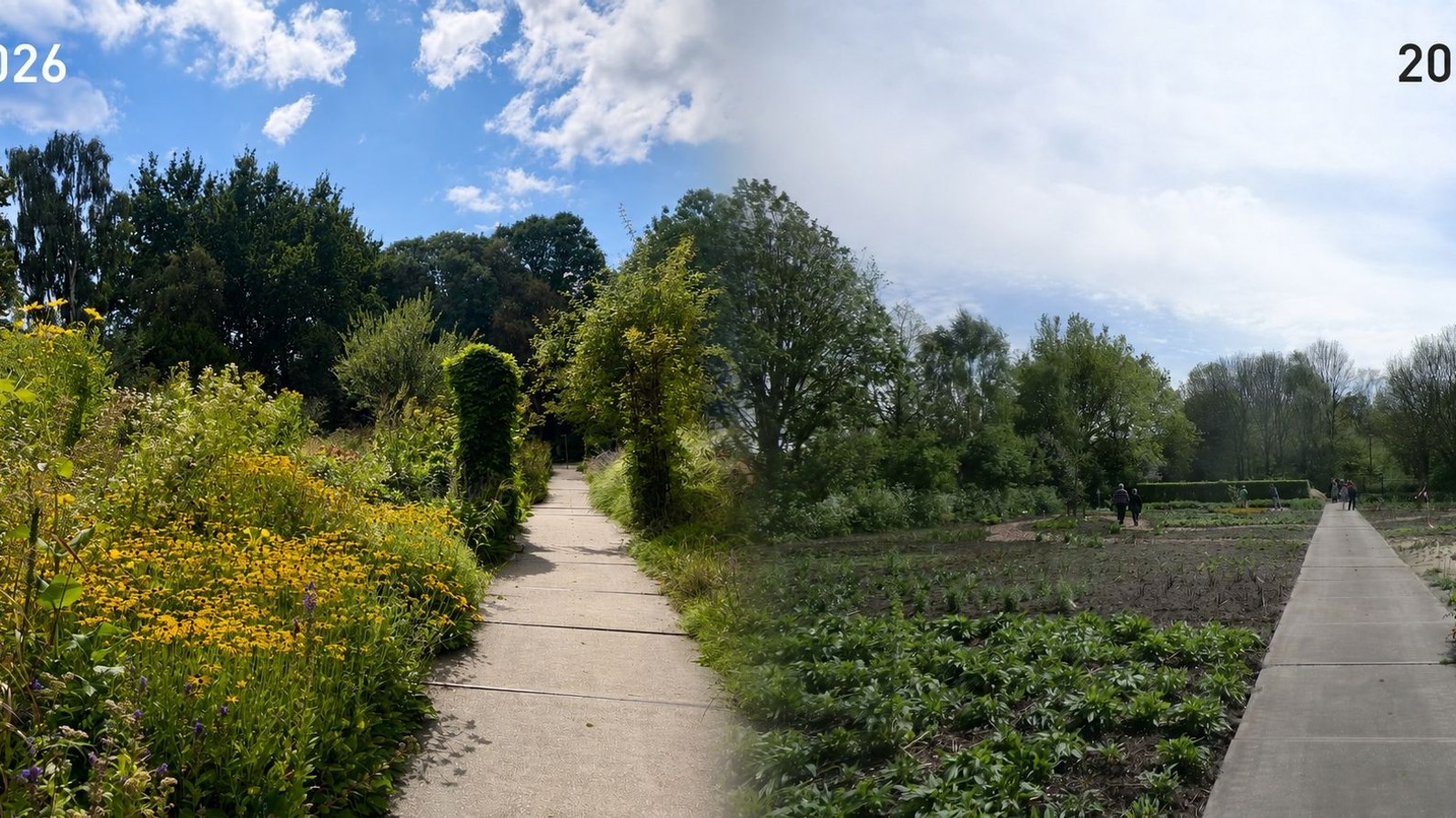 Botanische tuin met betonnen paden langs gele bloemen en groene plantenvakken onder blauwe lucht