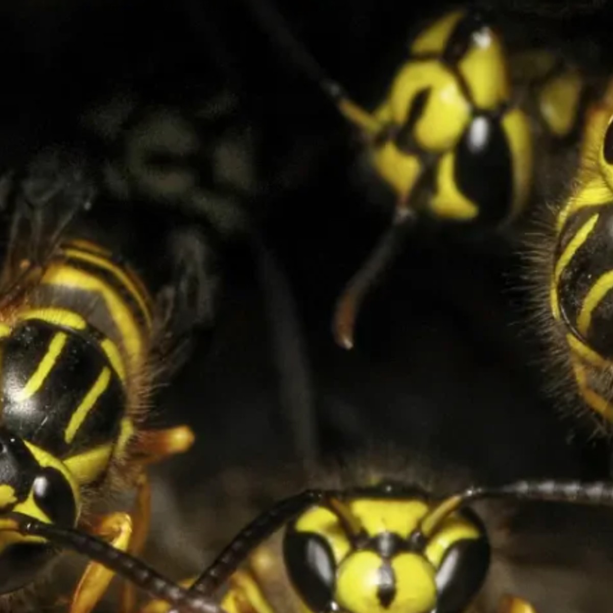 wespennest