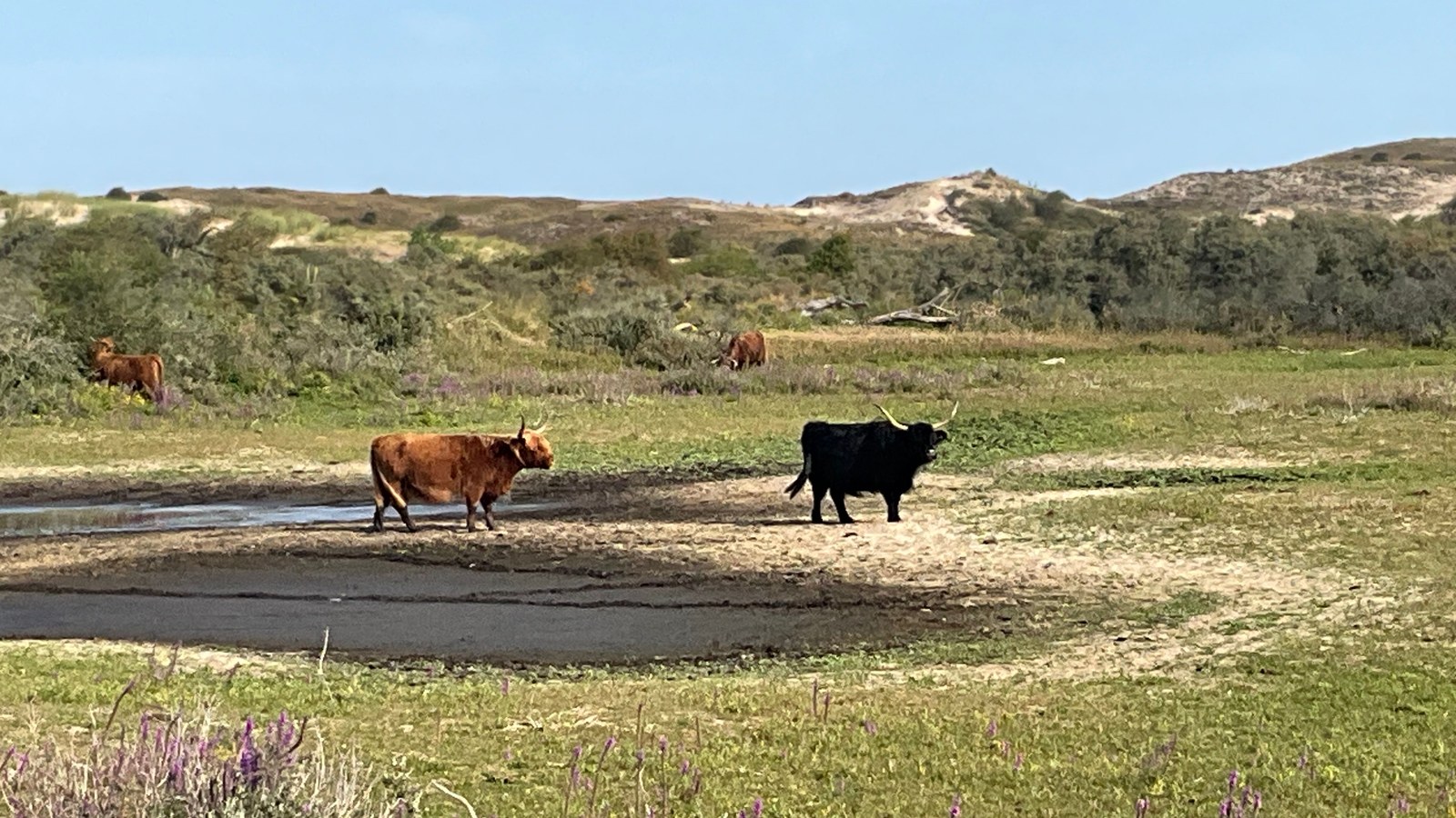 Koeien drinken bij een waterplaats in een landelijk gebied met heuvels en begroeiing op de achtergrond