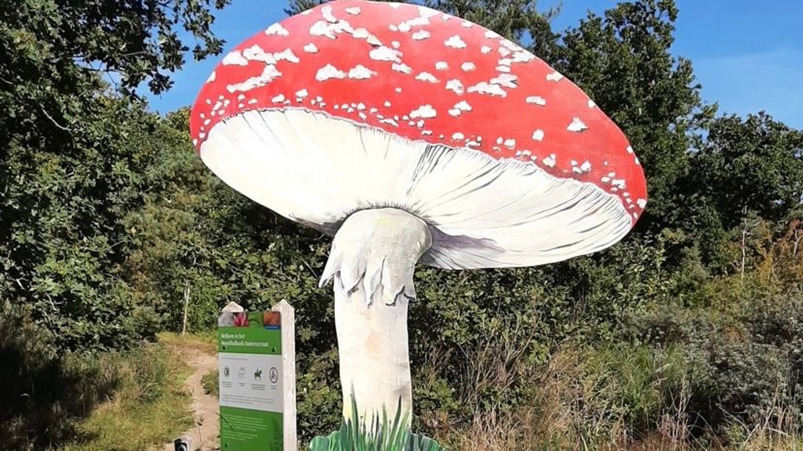 Grote rode paddestoel met witte stippen en informatiebord langs zandpad in duinlandschap