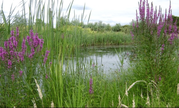 Moeraslandschap met paarse bloemen, hoge grassen en een ondiep wateroppervlak onder bewolkte hemel.